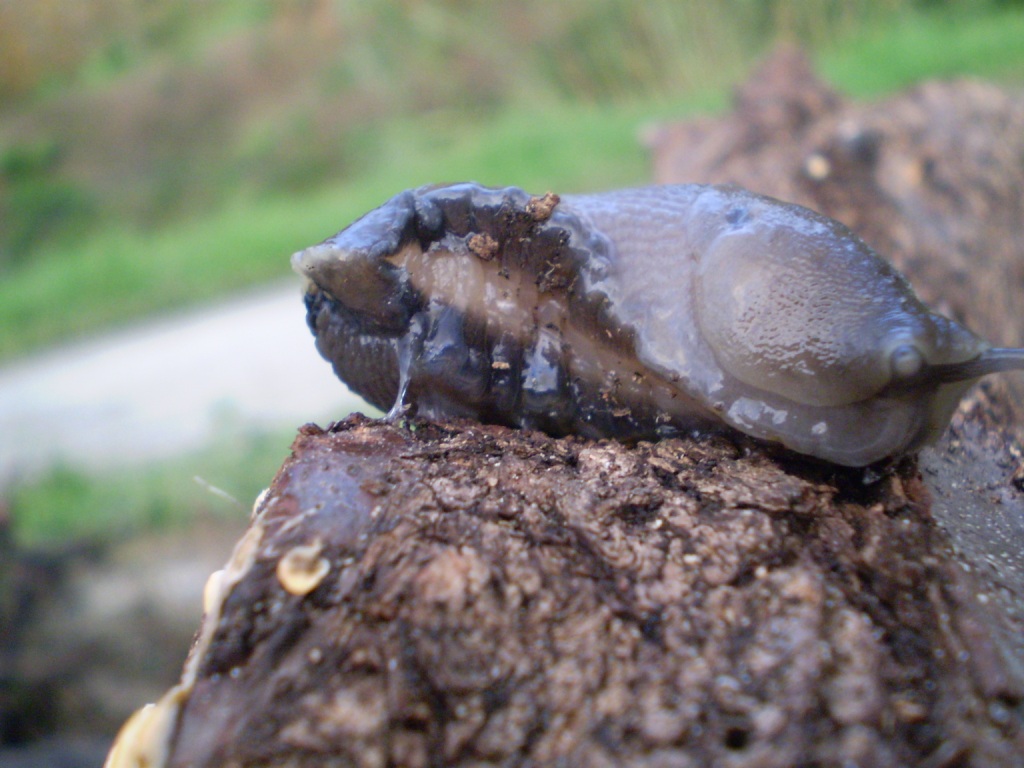 Limax aldrovandi Moquin-Tandon 1855 (Levanto SP)